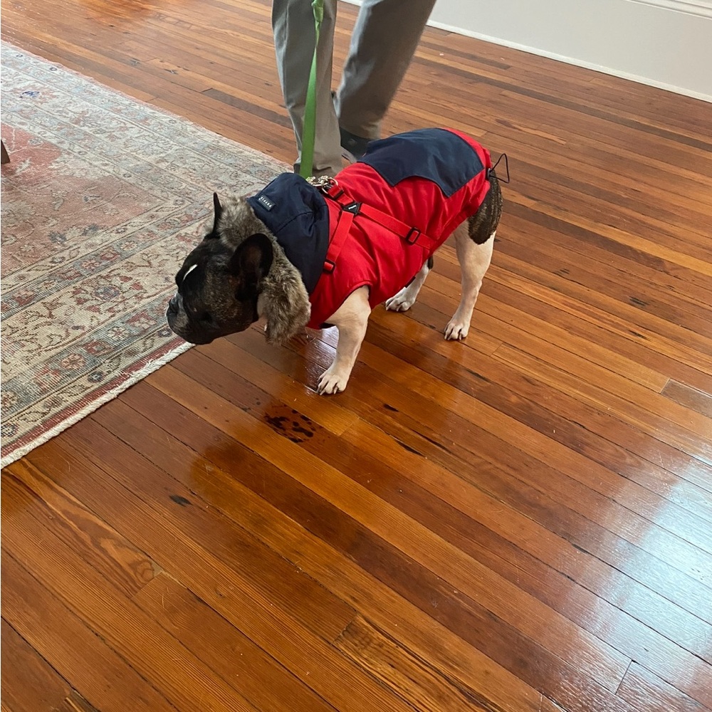 Puppia dog Jacket with hood